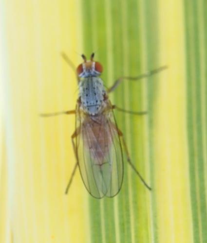 Réf. 251 242 : Tephrochlamys sp.